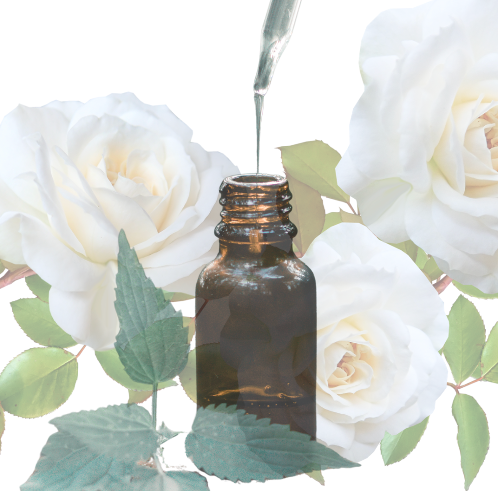 Rose Infused Oil - Blanc de Coubert by Spiritmoonwalker - Image 5